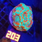 Acanthastrea lordhowensis (203)
