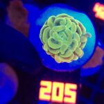 Euphyllia paraancora GOLD 1h (205)