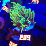 Euphyllia glabrescens dragon soul 2h (209)