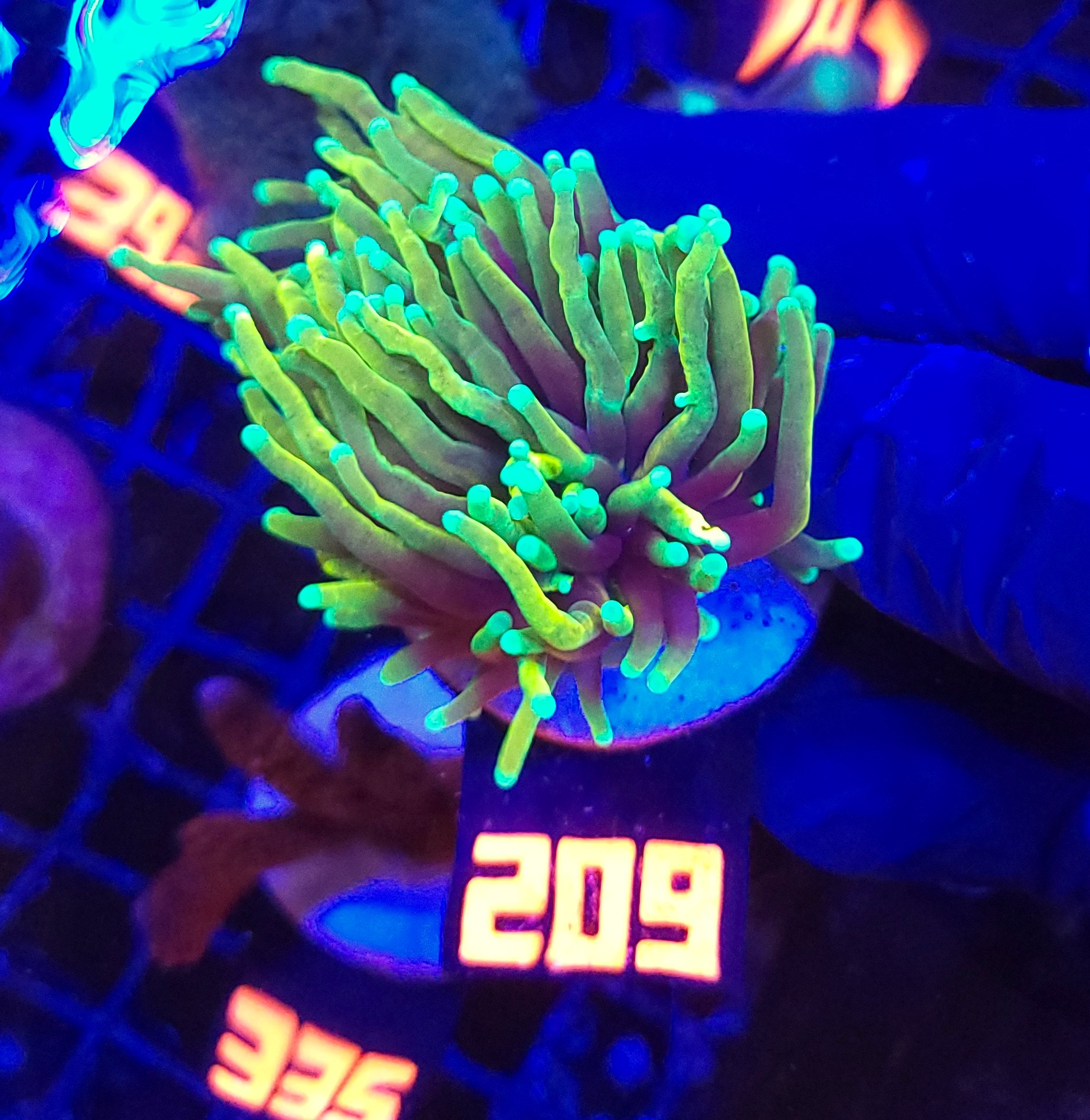 209 Euphyllia glabrescens dragon soul 2h (209) - obrazek 1