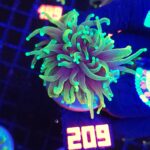 Euphyllia glabrescens dragon soul 1h (209)