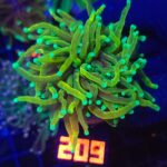 Euphyllia glabrescens dragon soul 2h (209)