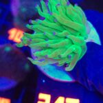 Euphyllia glabrescens toxic green 1h (212)