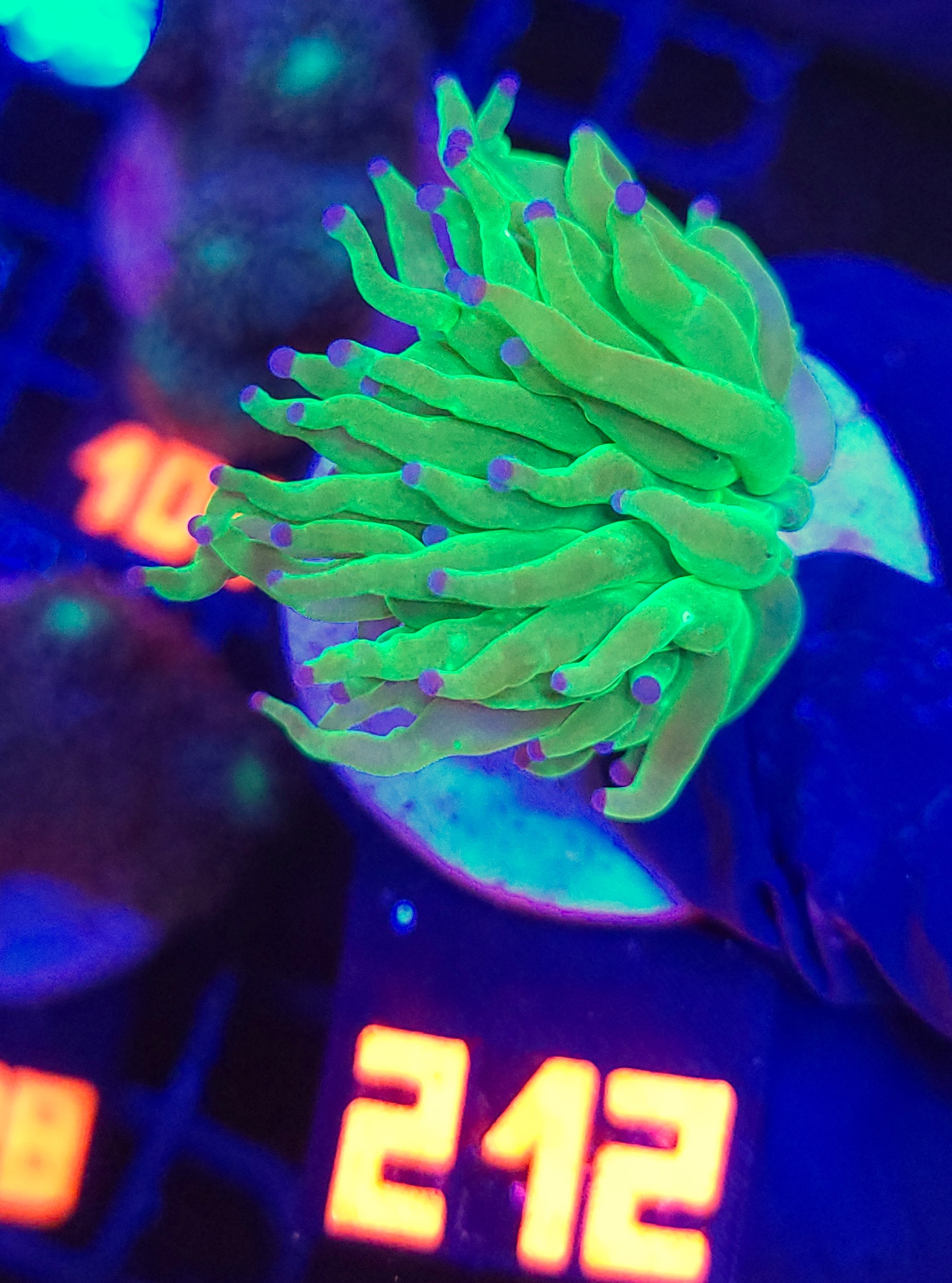 212 Euphyllia glabrescens toxic green 1h (212) - obrazek 1