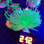 Euphyllia glabrescens toxic green 1h (212)