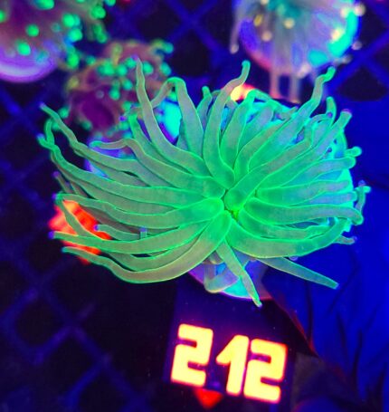 Euphyllia glabrescens toxic green 1h (212)