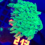Euphyllia glabrescens toxic green 2h (213)