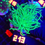 Euphyllia glabrescens toxic green 1h (213)