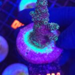 Acropora millepora (214)