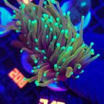 Euphyllia glabrescens dragon soul 3h (339)