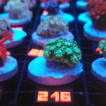 Alveopora Green (216)