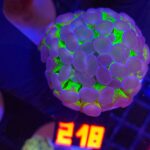 Euphyllia paraancora Purple tip 1h (218)