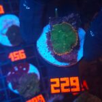 Rhodactis Green - Orange Rim (229)
