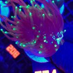 Euphyllia glabrescens dragon soul 2h (231)