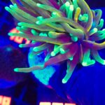 Euphyllia glabrescens dragon soul 2h (232)