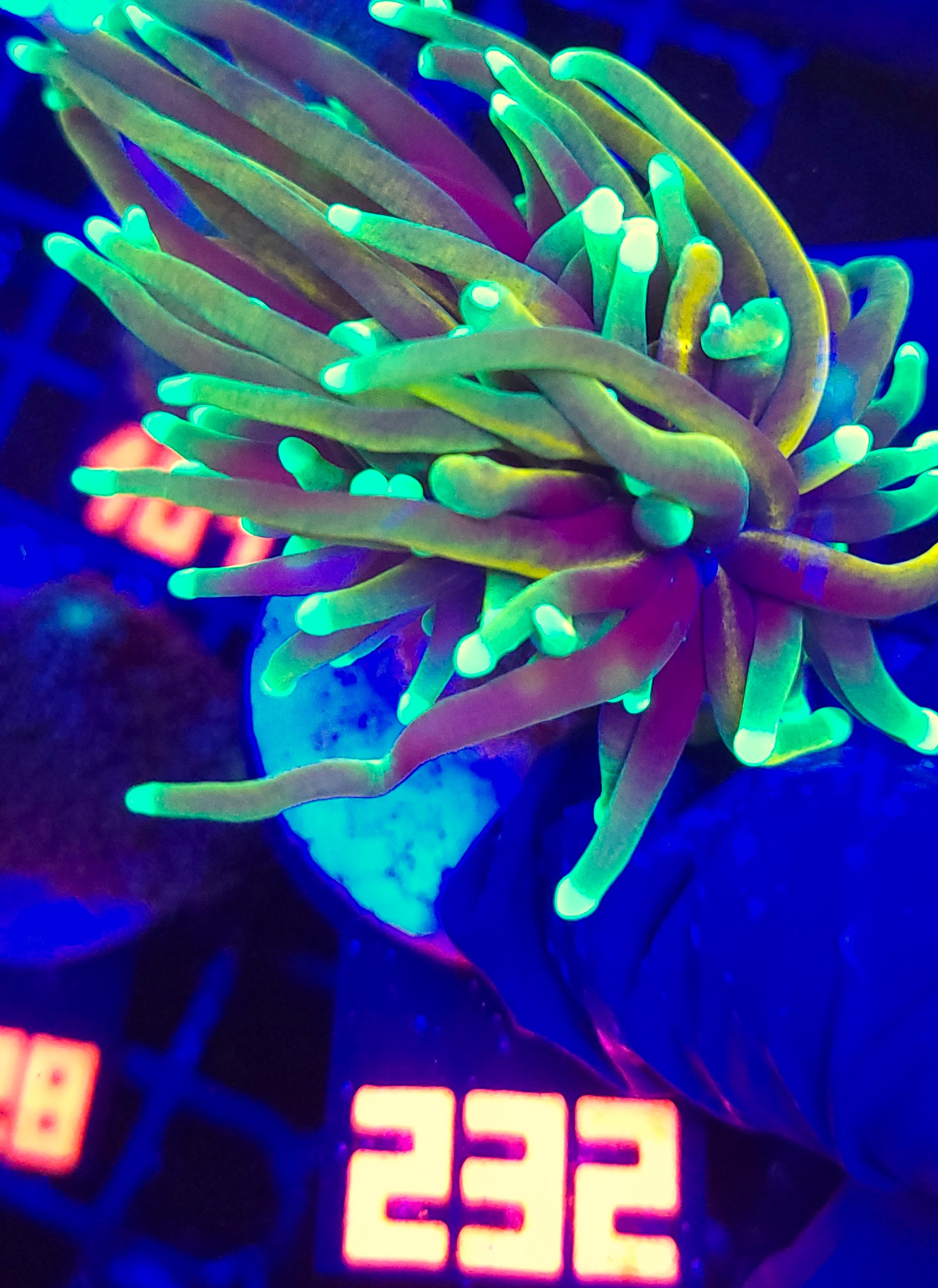 232 Euphyllia glabrescens dragon soul 2h (232) - obrazek 1