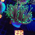 Euphyllia glabrescens dragon soul 2h (232)