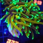 Euphyllia glabrescens dragon soul 2h (232)