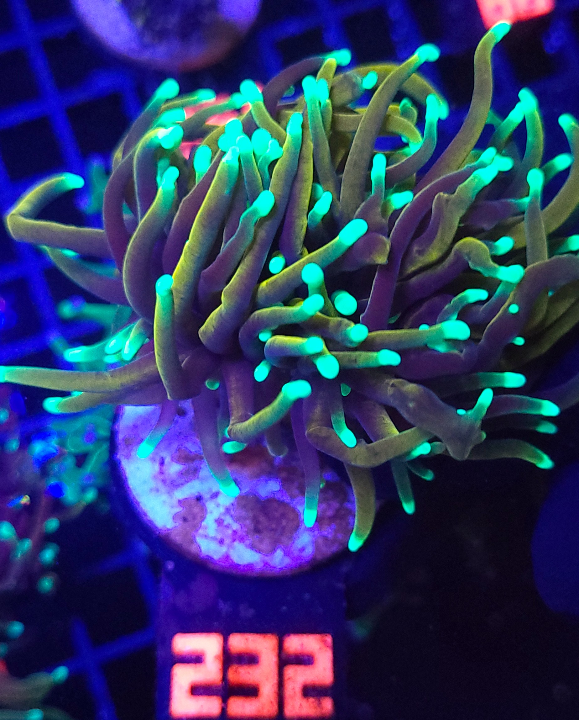 232 Euphyllia glabrescens dragon soul 3h (232) - obrazek 1