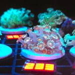 Goniopora Yellow Center (233)