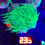 Euphyllia glabrescens toxic green 1h (233)