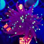 Euphyllia glabrescens Purple Lemon Tip 1h (237)