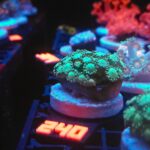 Alveopora Green (240)