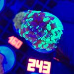 Euphyllia paraancora Grafted 2h (243)