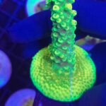 Acropora valida (244)