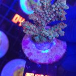 Acropora valida (250)