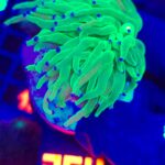 Euphyllia glabrescens toxic green 1h (264)