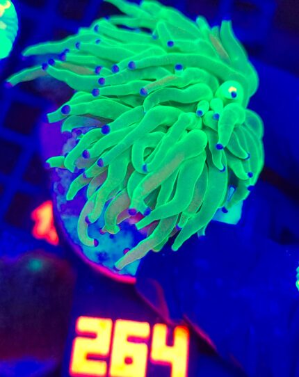 Euphyllia glabrescens toxic green 1h (264)