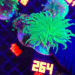 Euphyllia glabrescens toxic green 1h (264)