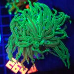 Euphyllia glabrescens toxic green 1h (264)