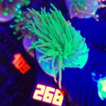 Euphyllia glabrescens toxic green 1h (268)