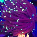 Euphyllia glabrescens Purple Lemon Tip 2h (281)