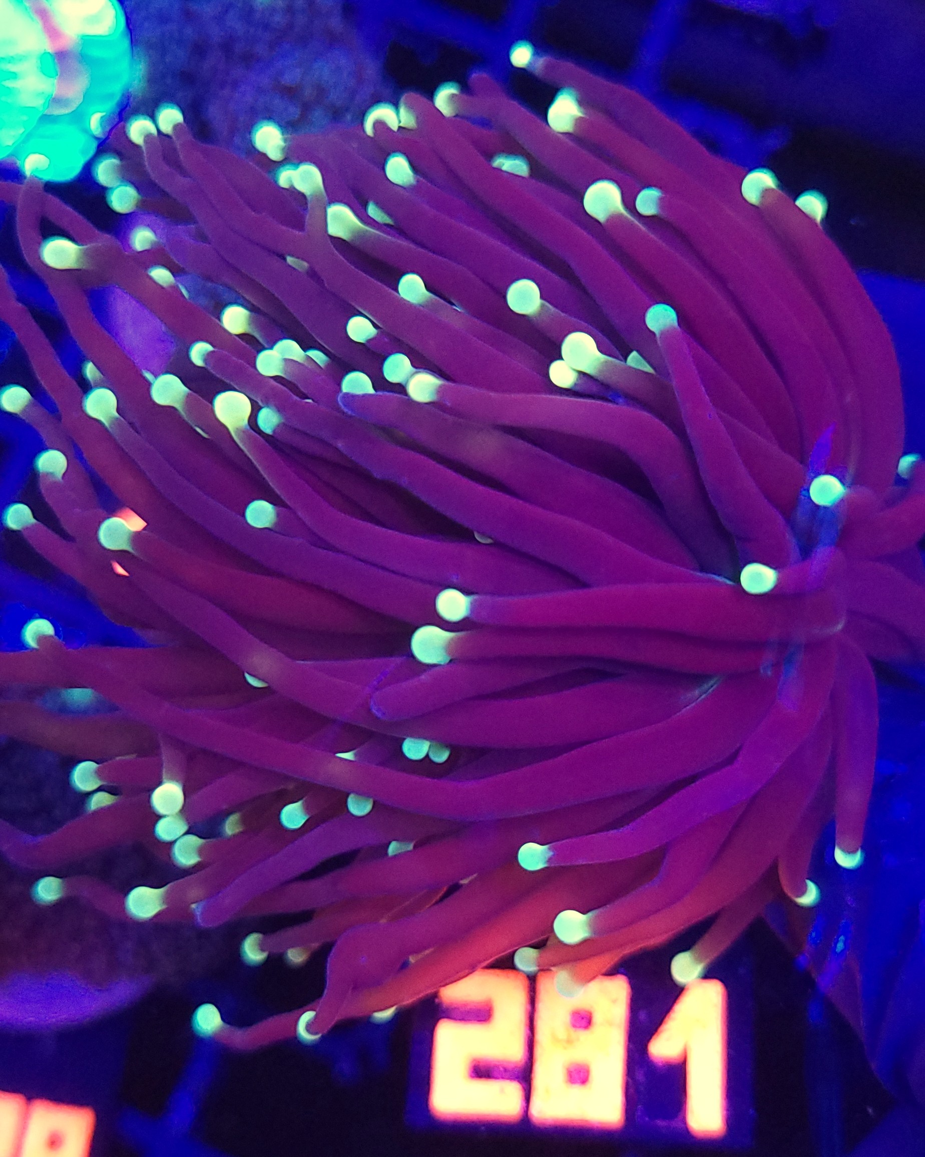 281 Euphyllia glabrescens Purple Lemon Tip 2h (281) - obrazek 1