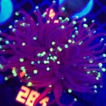 Euphyllia glabrescens Purple Lemon Tip 2h (281)