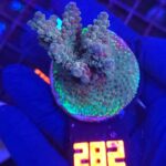 Acropora valida (282)