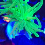 Euphyllia glabrescens toxic green 1h (292)