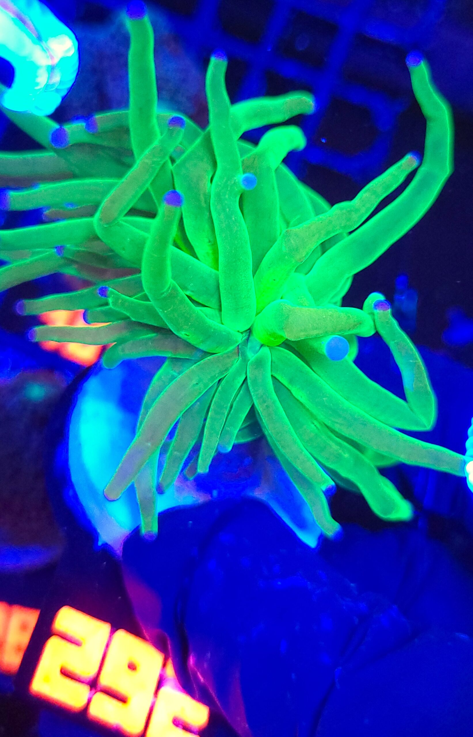 292 Euphyllia glabrescens toxic green 1h (292) - obrazek 1