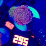 Euphyllia paraancora Pink 1h (295)