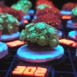 Alveopora Green (302)