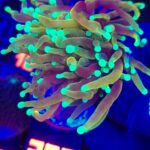 Euphyllia glabrescens dragon soul 2h (307)