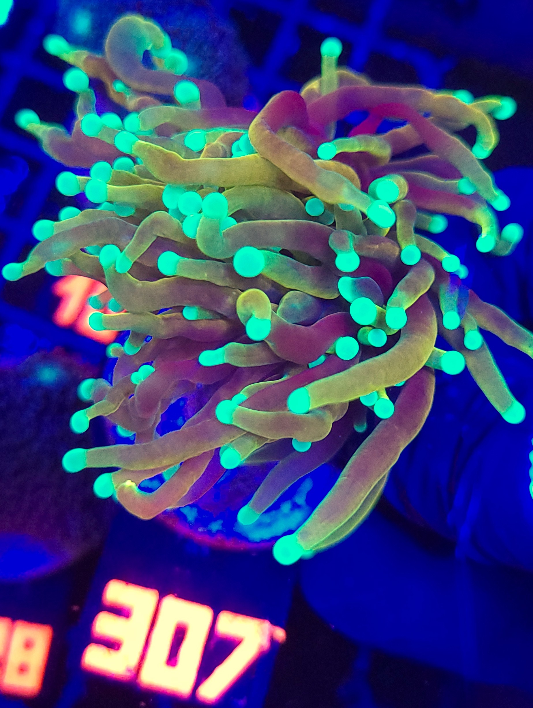 307 Euphyllia glabrescens dragon soul 2h (307) - obrazek 1