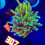 Euphyllia glabrescens dragon soul 1h (307)