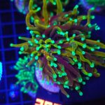 Euphyllia glabrescens dragon soul 2h (307)