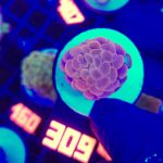 Euphyllia paraancora Pink 1h (309)