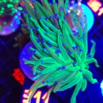 Euphyllia glabrescens toxic green 3h (311)