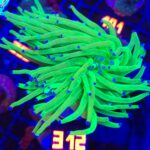 Euphyllia glabrescens toxic green 3h (312)
